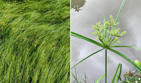 A split image of nutsedge, the left showing a patch of it, the right showing a closeup of one plant.