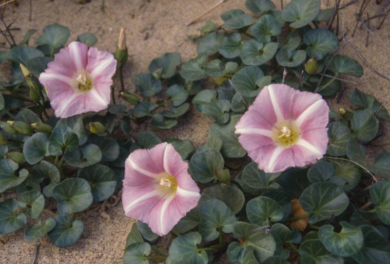 Shore bindweed flowers at Piscinas, Costa Verde