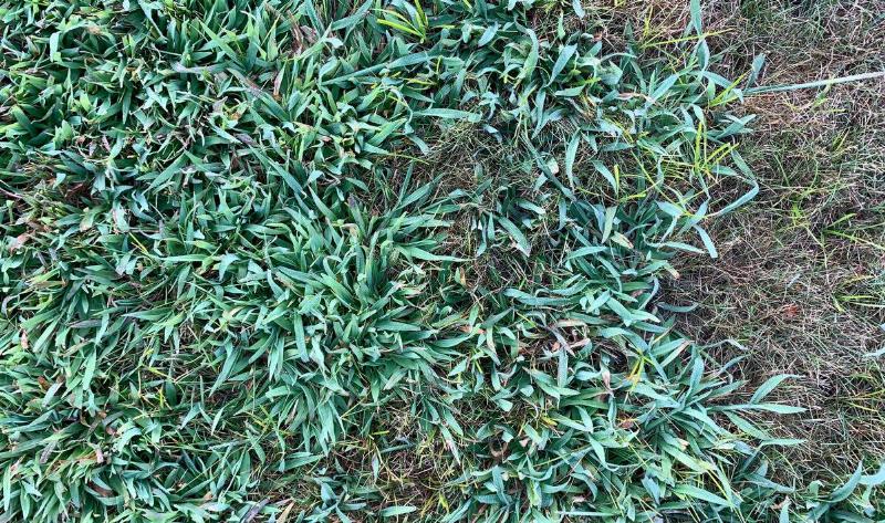 A patch of crabgrass.