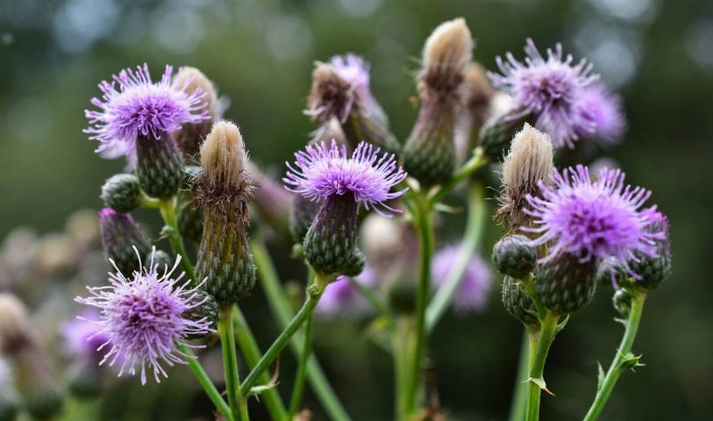 A closeup of some Canada Thistles.