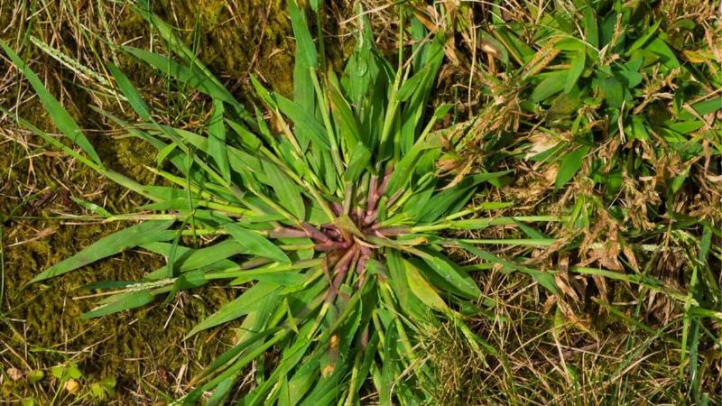 A closeup of a patch of crabgrass.