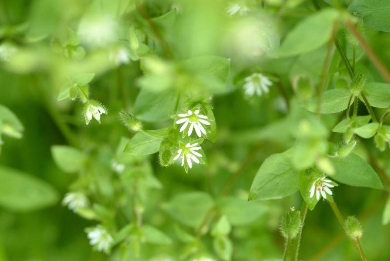 Medicinal Plant. Stellaria Media. Chickweed. Chickenwort. Craches. Maruns. Winterweed.