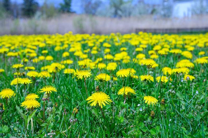 A field full of dandelions along South Family Drive on May 2, 2025, in Colonie, NY.