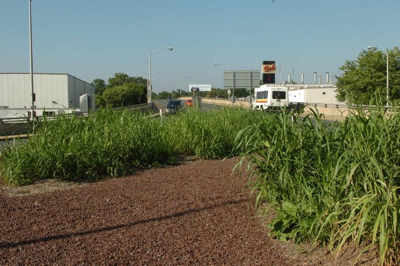 The traffic island at 4th & Bingaman Sts. is over grown with Johnson Grass.