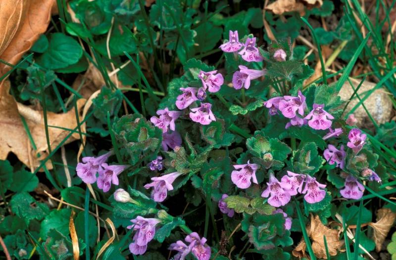 Glechoma Hederacea. Ivy. Italy
