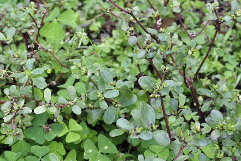 Purslane or Verdolaga in the historic Park of Guayaquil, Ecuador.