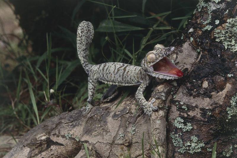 Zoology - Scaled reptiles - Giant leaf-tailed gecko (Uroplatus fimbriatus). Madagascar.
