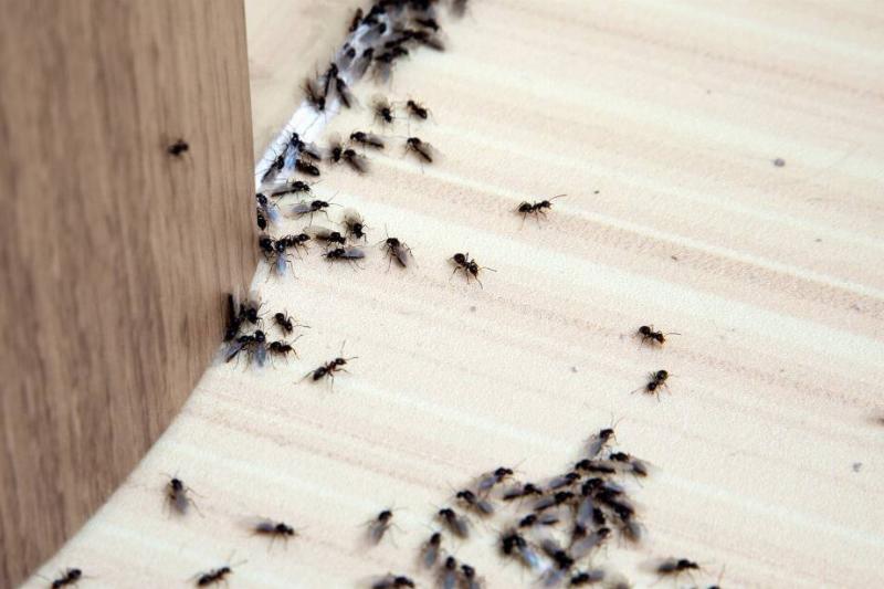 Ants on the kitchen floor.