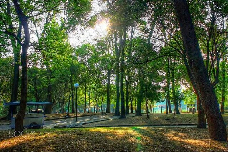 Forest_Of_Chapultepec_(126503823)