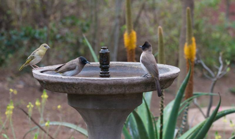 Three birds gathered around a birdbath.