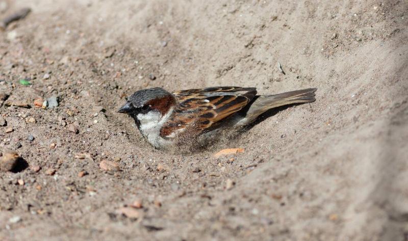 A sparrow taking a dust bath.