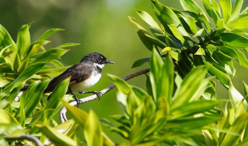 A bird on a tree branch.