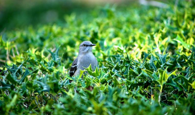A bird popping up from a bush.