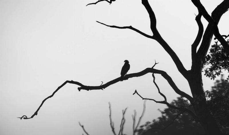 The silhouette of a large bird on the branch of a dead tree.