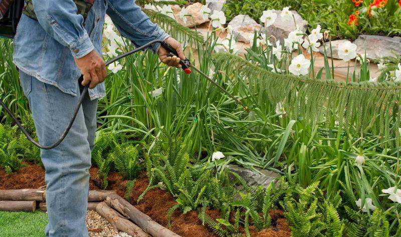 A person spraying their garden with a pesticide.