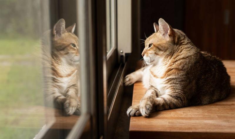 A cat laying by a window, looking outside.