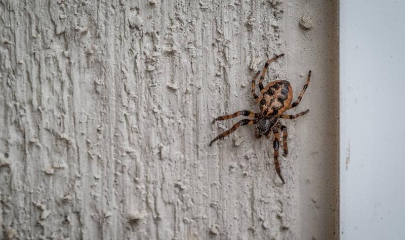 A spider crawling on a wall.