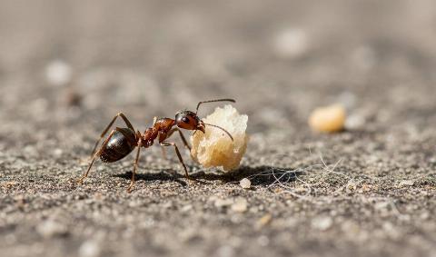 An ant crawling on the ground with a crumb.