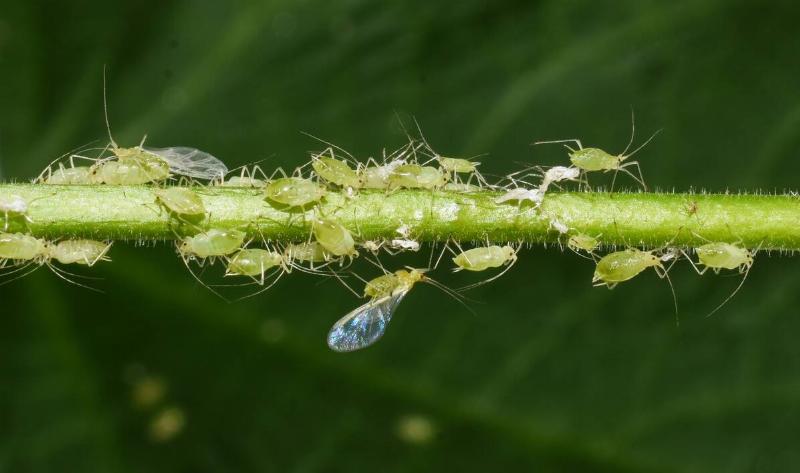 A stem covered in aphids.