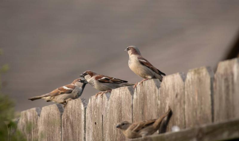 Some house sparrows on a wooden fence.