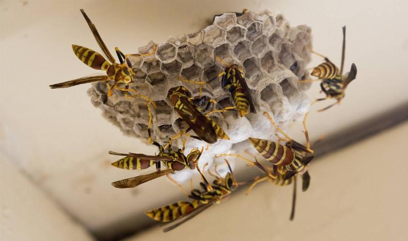 A small wasp nest with many wasps on it.