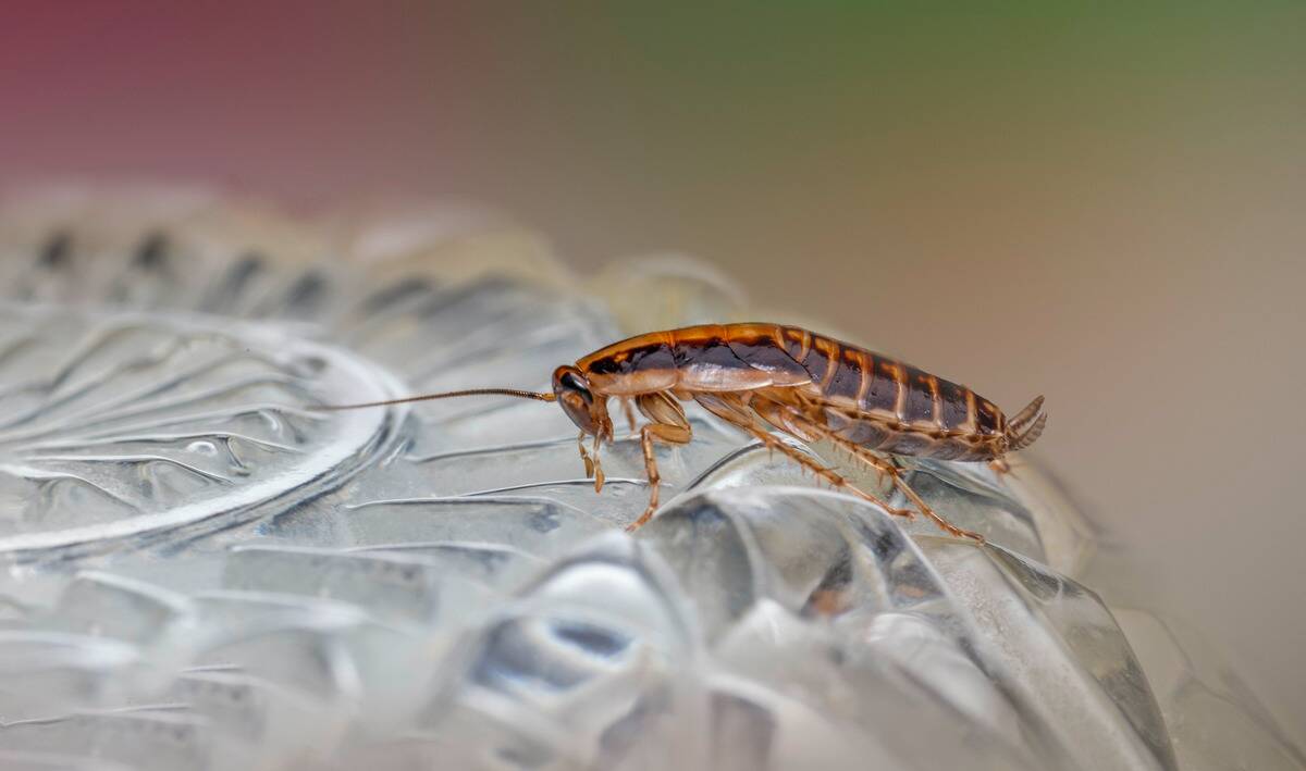 A cockroach on a glass dish.