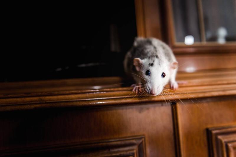 A rat on a wooden cabinet.