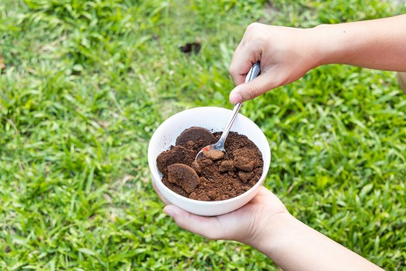 Person apply spent grounded coffee powder as natural plant fertilizer on potted plants