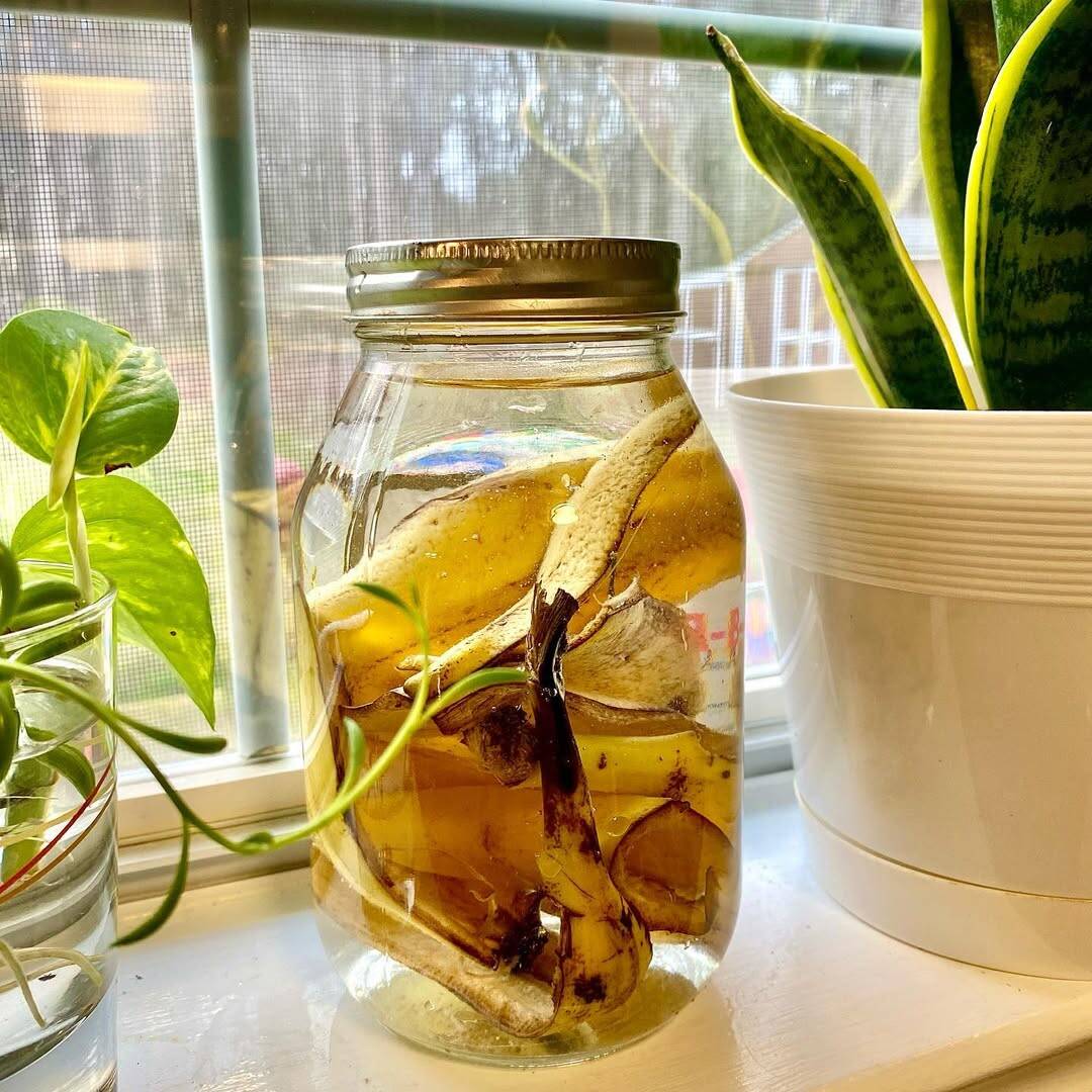 A jar of banana peel water.