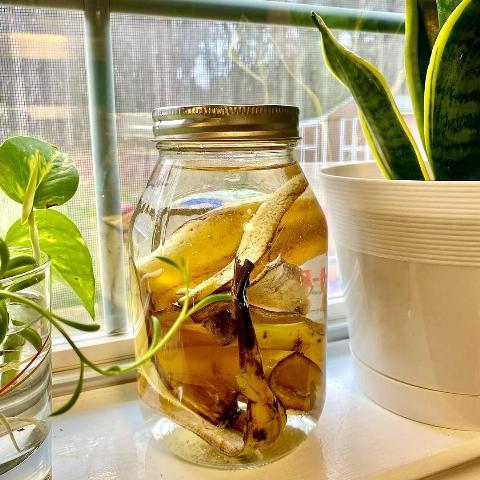 A jar of banana peel water.
