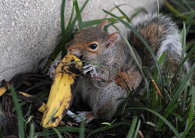 A squirrel eating a banana peel on September 16, 2009 in Washington, DC.