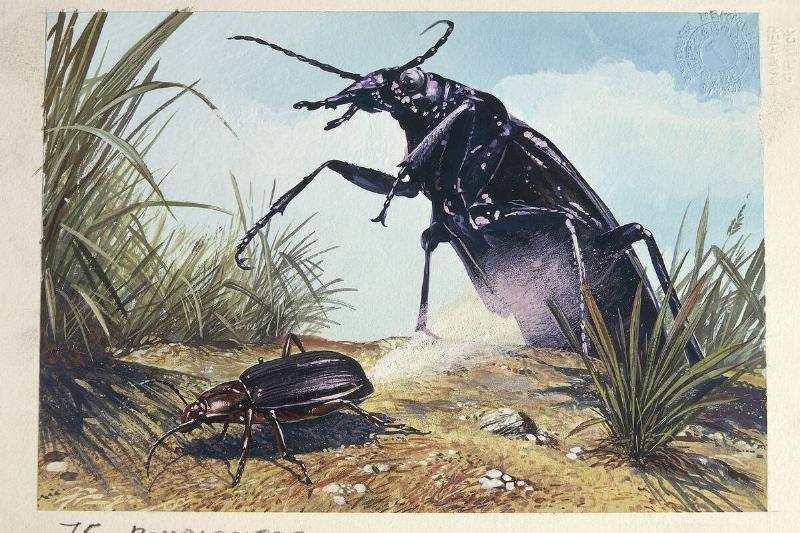 Bombardier Beetles (brachynus crepitans), illustration