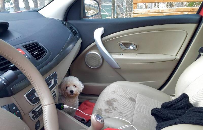 The front passenger seat of a car as seen from the driver's seat. A dog is sitting in the footwell, paw prints visible on the seat.