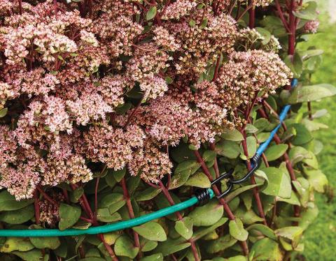 Two bungee cords holding up a bush of flowers.