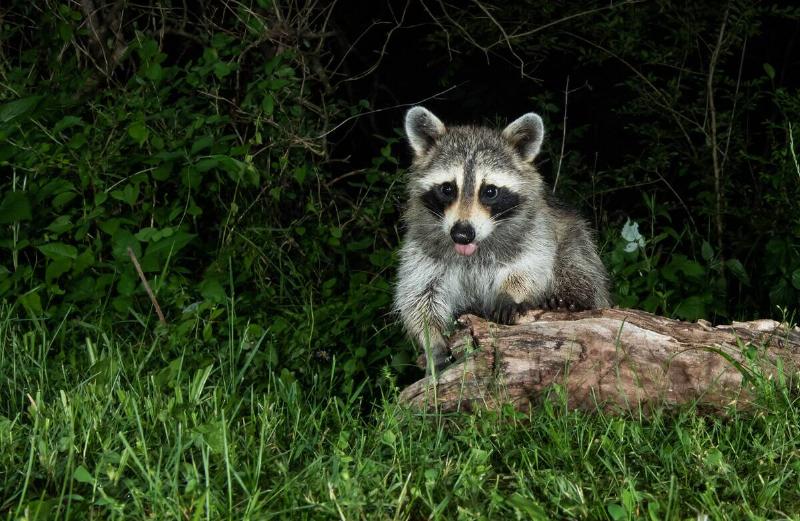 A raccoon in the brush.