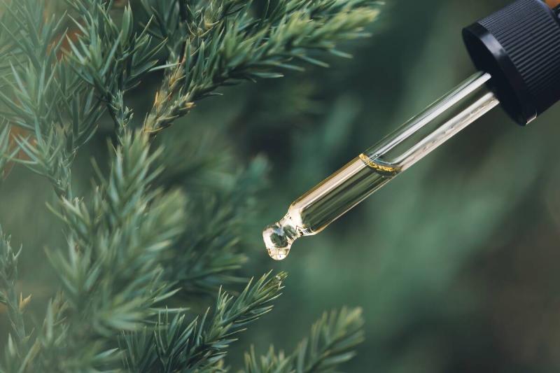 Pine essential oil dripping from pipette. Aromatherapy, spa, massage concept.