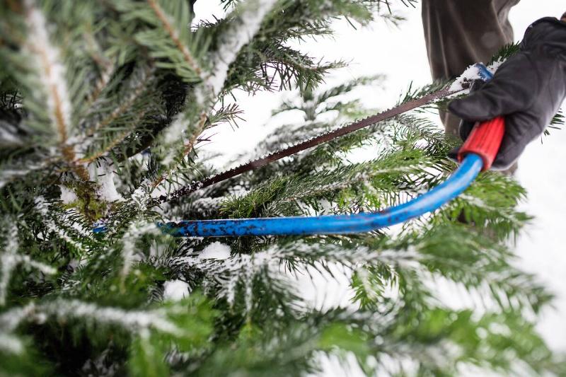 A close photo of a person holding a saw up to a snowy Christmas tree.