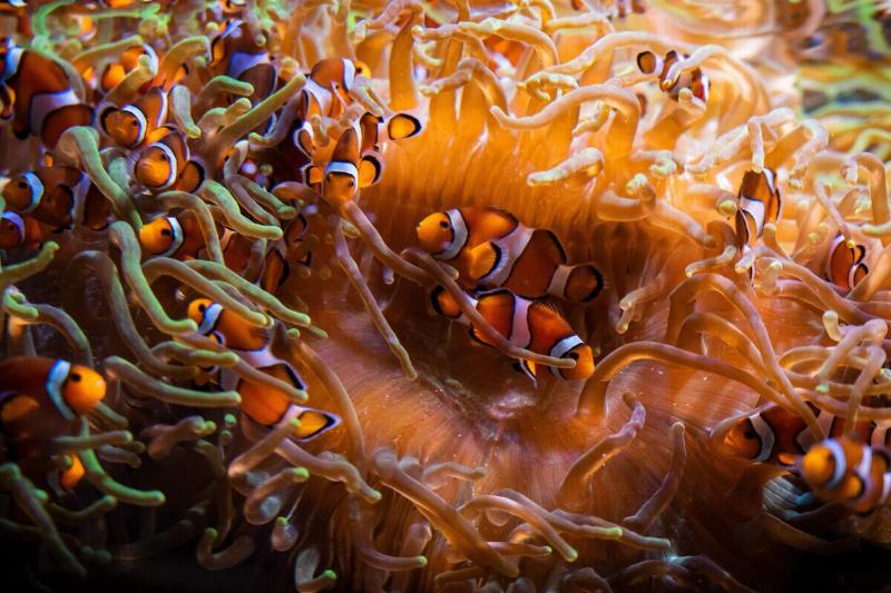 Clownfish also known as anemonefish pictured in their...