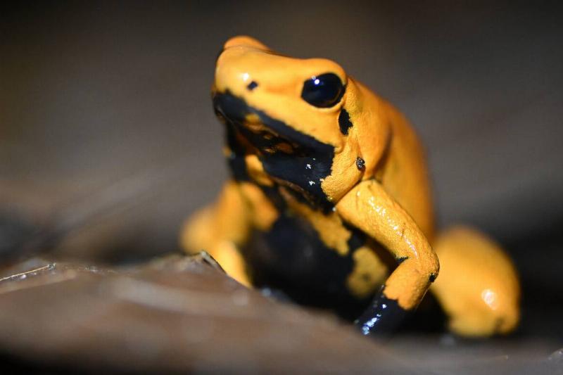 COLOMBIA-BIODIVERSITY-COP16-UN-FROGS