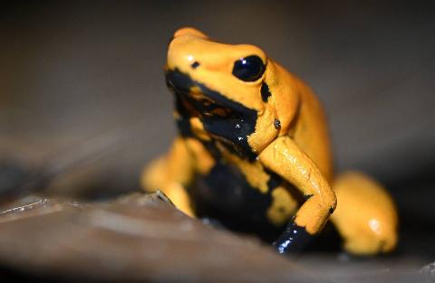 COLOMBIA-BIODIVERSITY-COP16-UN-FROGS