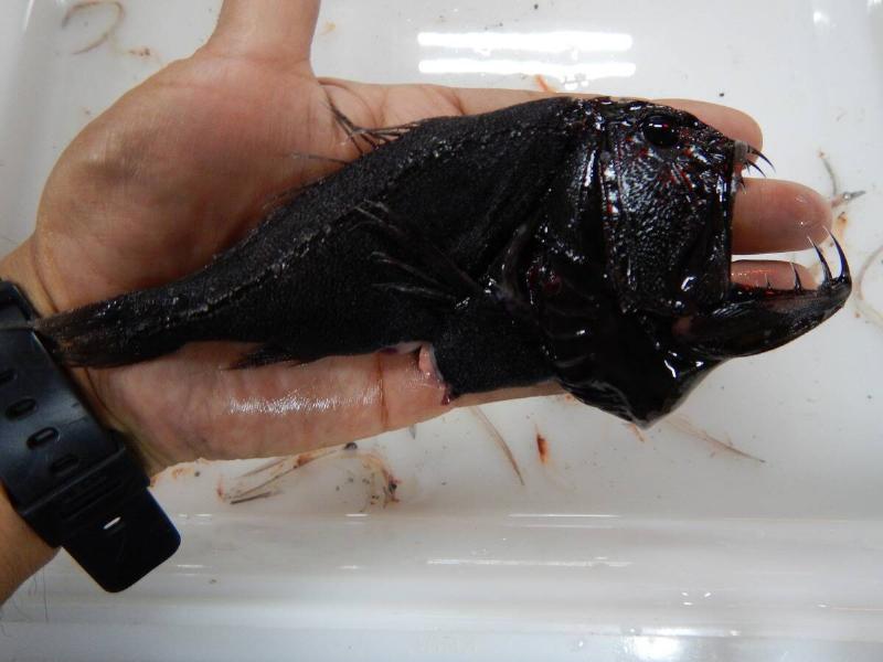 A fangtooth fish in a person's hand.