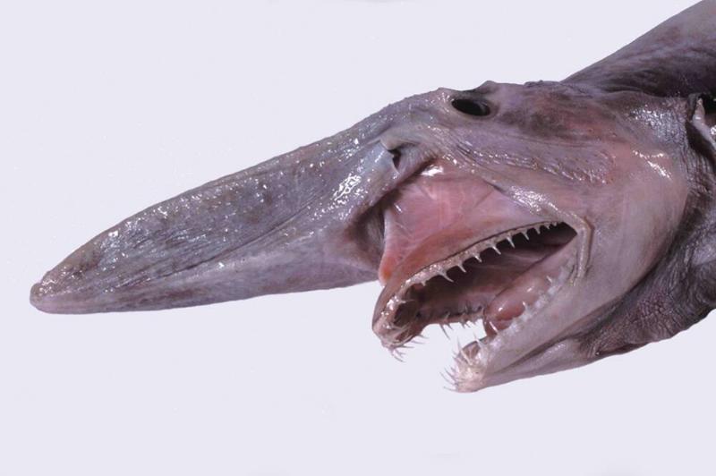 The head of a goblin shark.