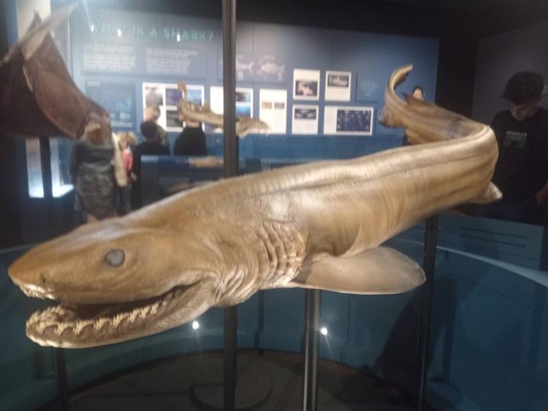 A model of a frill shark in a museum.