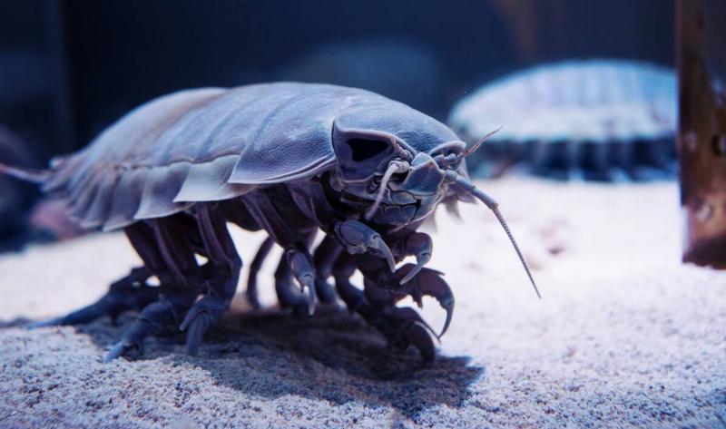 A 3D render of a giant isopod.