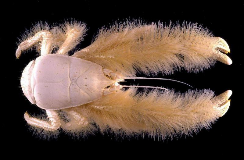 A yeti crab.