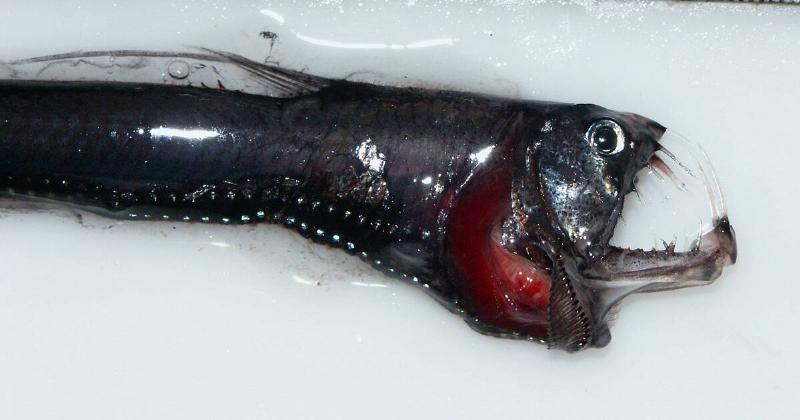 The head of a viper fish, a species of dragonfish.