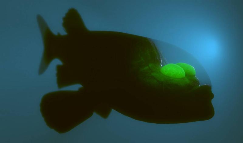 A 3D render of a barreleye fish.