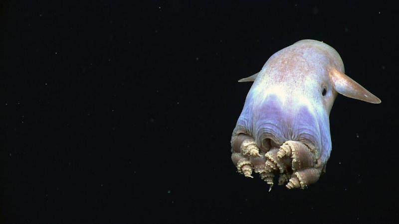 One of the highlights of the dive, a dumbo octopus uses his ear-like  fins to slowly swim away – this coiled leg body posture has never been 
observed before in this species.