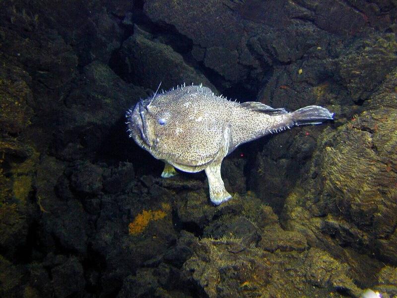 An anglerfish on a group of rocks.