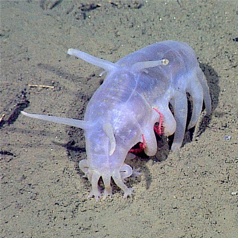 This high definition video framegrab was taken from MBARI's ROV 